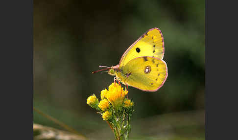 Hufeisenklee-Heufalter (Colias alfacariensis)