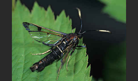 Großer Birkenglasflügler (Synanthedon scoliaeforme)