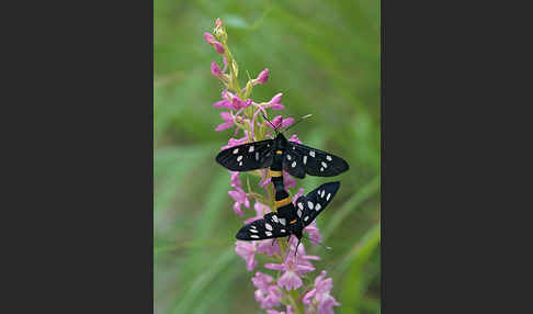 Weißfleckwidderchen (Syntomis phegea)