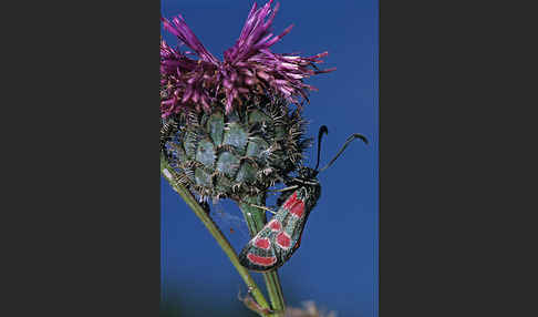 Esparsettenwidderchen (Zygaena carniolica)