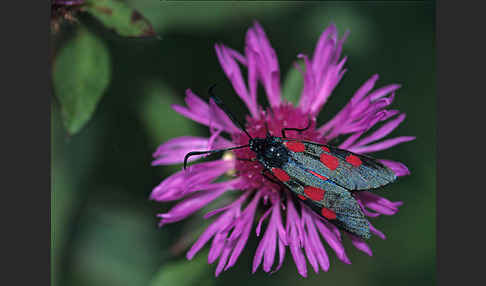 Klee-Widderchen (Zygaena trifolii)