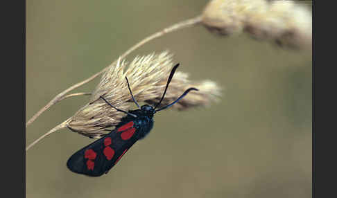 Gemeines Blutströpfchen (Zygaena filipendulae)