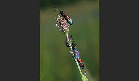 Klee-Widderchen (Zygaena trifolii)