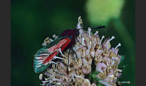 Thymian-Widderchen (Zygaena purpuralis)