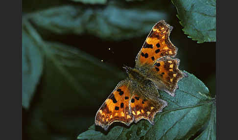 C-Falter (Polygonia c-album)