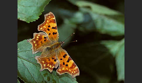 C-Falter (Polygonia c-album)