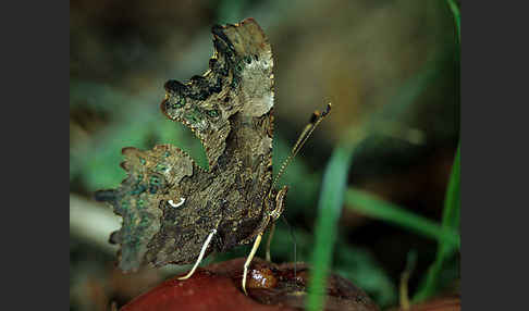 C-Falter (Polygonia c-album)