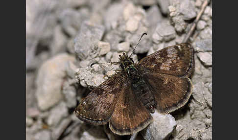 Dunkler Dickkopffalter (Erynnis tages)