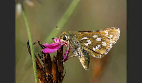 Kommafalter (Hesperia comma)