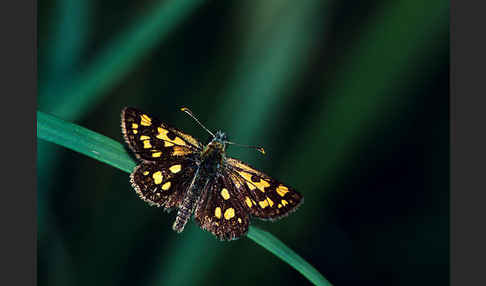 Gelbwürfeliger Dickkopffalter (Carterocephalus palaemon)