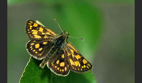 Gelbwürfeliger Dickkopffalter (Carterocephalus palaemon)