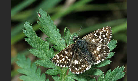 Malven-Dickkopffalter (Carcharodus alceae)