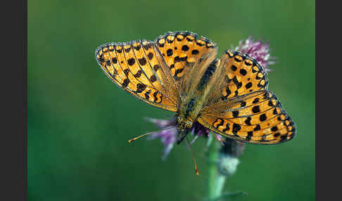 Großer Perlmutterfalter (Argynnis aglaja)