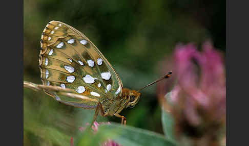 Großer Perlmutterfalter (Argynnis aglaja)