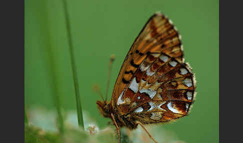 Hochmoor-Perlmutterfalter (Boloria aquilonaris)