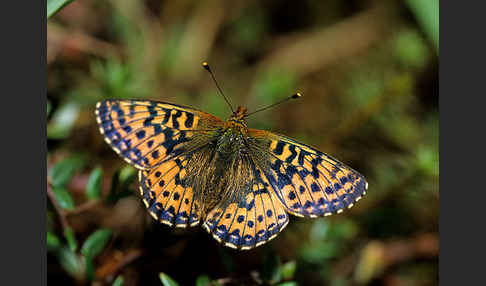 Hochmoor-Perlmutterfalter (Boloria aquilonaris)