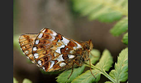 Hochmoor-Perlmutterfalter (Boloria aquilonaris)