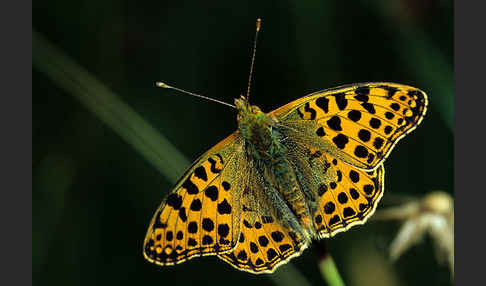 Kleiner Perlmutterfalter (Issoria lathonia)