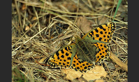 Kleiner Perlmutterfalter (Issoria lathonia)