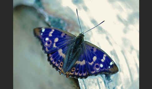 Kleiner Schillerfalter (Apatura ilia)