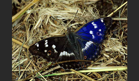 Kleiner Schillerfalter (Apatura ilia)