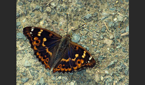 Kleiner Schillerfalter (Apatura ilia)