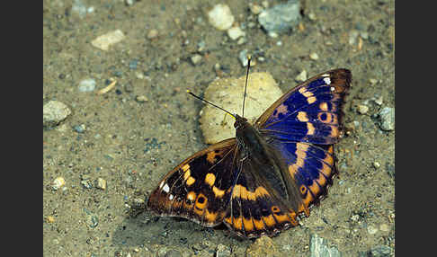 Kleiner Schillerfalter (Apatura ilia)