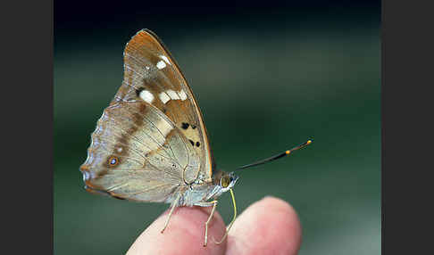 Kleiner Schillerfalter (Apatura ilia)