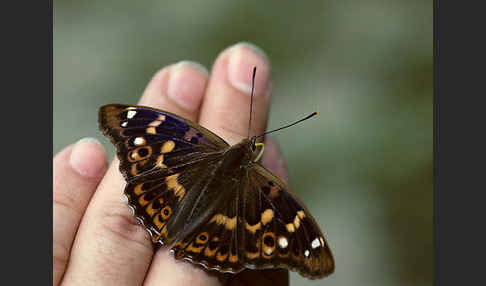 Kleiner Schillerfalter (Apatura ilia)