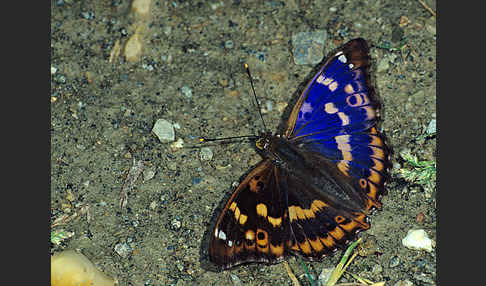 Kleiner Schillerfalter (Apatura ilia)