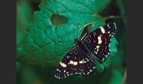 Landkärtchen (Araschnia levana)