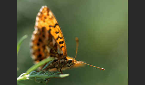 Hainveilchen-Perlmutterfalter (Boloria dia)