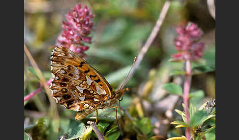 Hainveilchen-Perlmutterfalter (Boloria dia)