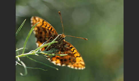 Hainveilchen-Perlmutterfalter (Boloria dia)