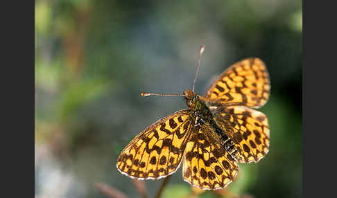 Hainveilchen-Perlmutterfalter (Boloria dia)