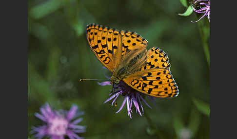 Märzveilchen-Perlmutterfalter (Argynnis adippe)