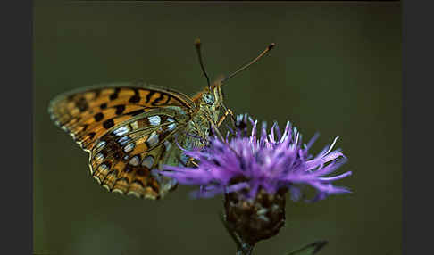 Märzveilchen-Perlmutterfalter (Argynnis adippe)