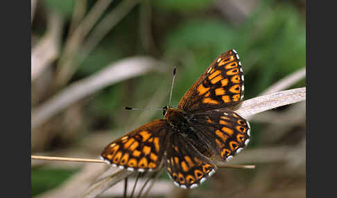 Perlbinde (Hamearis lucina)