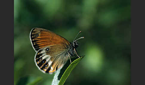 Perlgrasfalter (Coenonympha arcania)