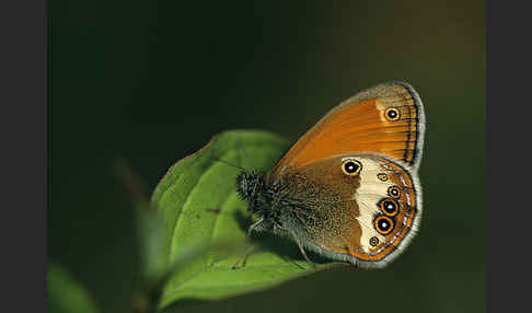 Perlgrasfalter (Coenonympha arcania)