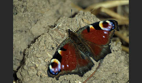 Tagpfauenauge (Inachis io)