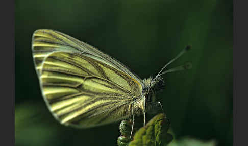 Rapsweißling (Pieris napi)