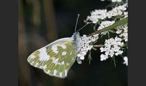 Resedaweißling (Pontia daplidice)