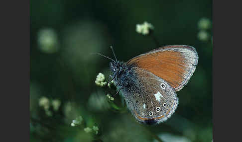 Rostbraunes Wiesenvögelchen (Coenonympha glycerion)