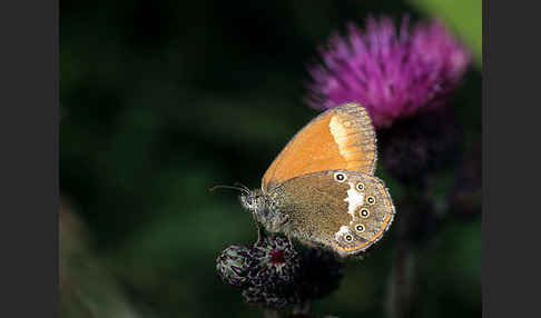 Rostbraunes Wiesenvögelchen (Coenonympha glycerion)