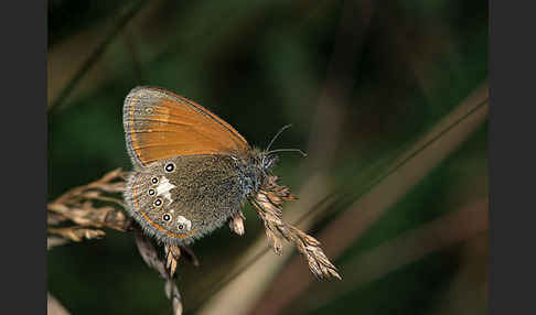 Rostbraunes Wiesenvögelchen (Coenonympha glycerion)