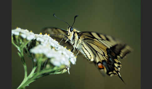 Schwalbenschwanz (Papilio machaon)