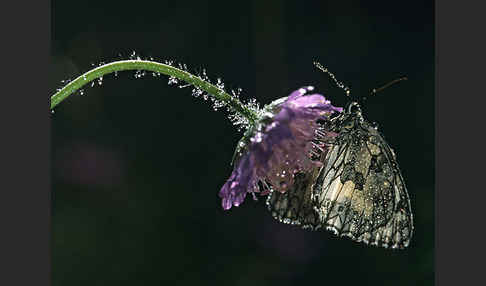 Schachbrett (Melanargia galathea)