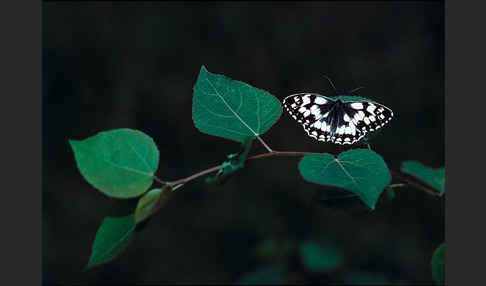 Schachbrett (Melanargia galathea)