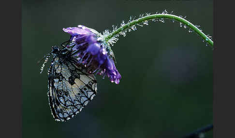 Schachbrett (Melanargia galathea)